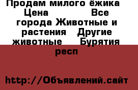 Продам милого ёжика › Цена ­ 10 000 - Все города Животные и растения » Другие животные   . Бурятия респ.